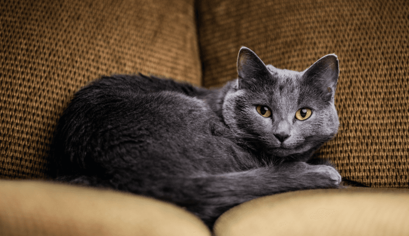 Russian Blue