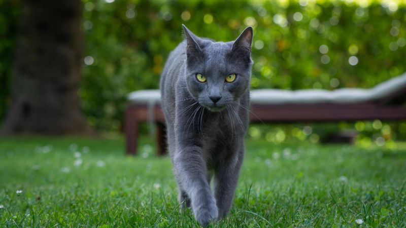 Russian Blue