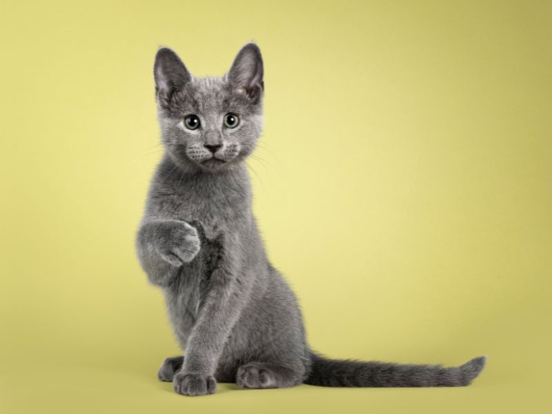 Russian Blue