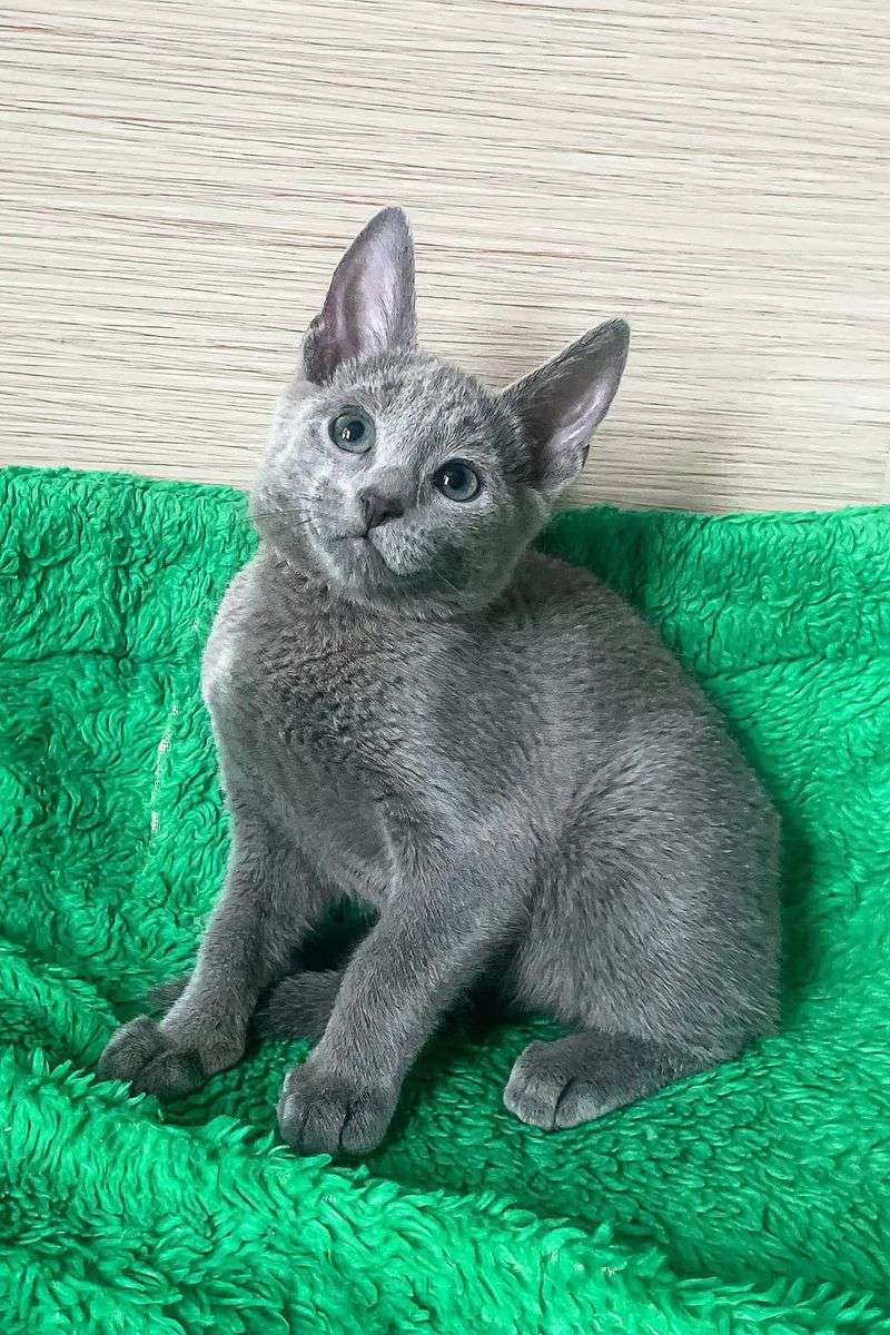Russian Blue