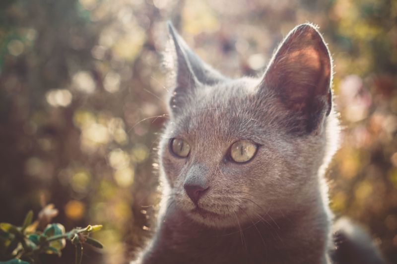 Russian Blue