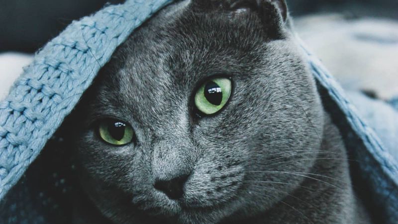 Russian Blue