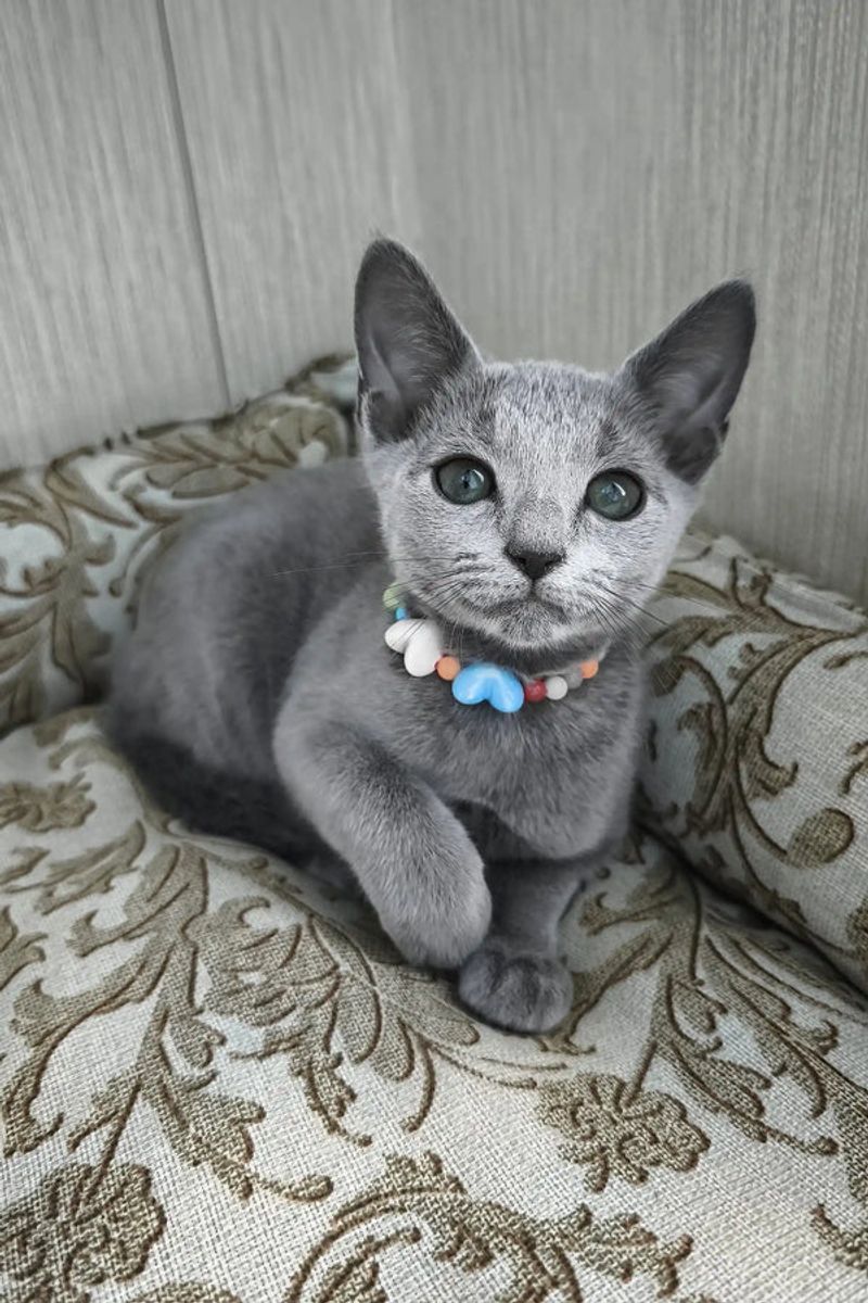 Russian Blue