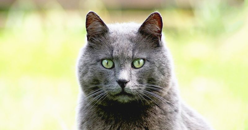 Russian Blue