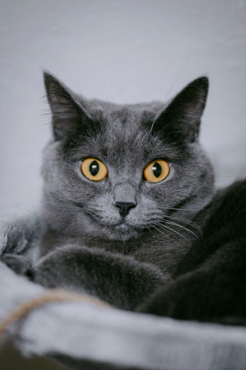 Russian Blue