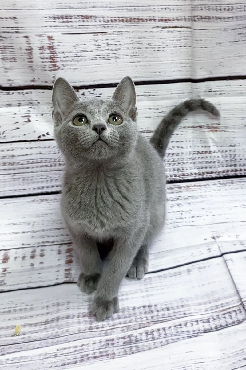 Russian Blue