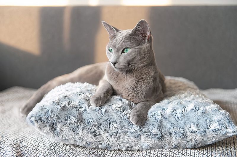 Russian Blue