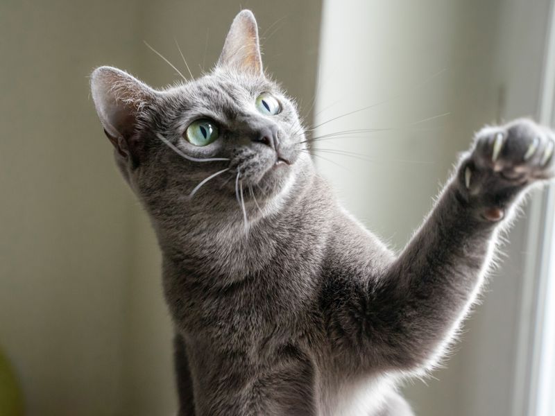 Russian Blue