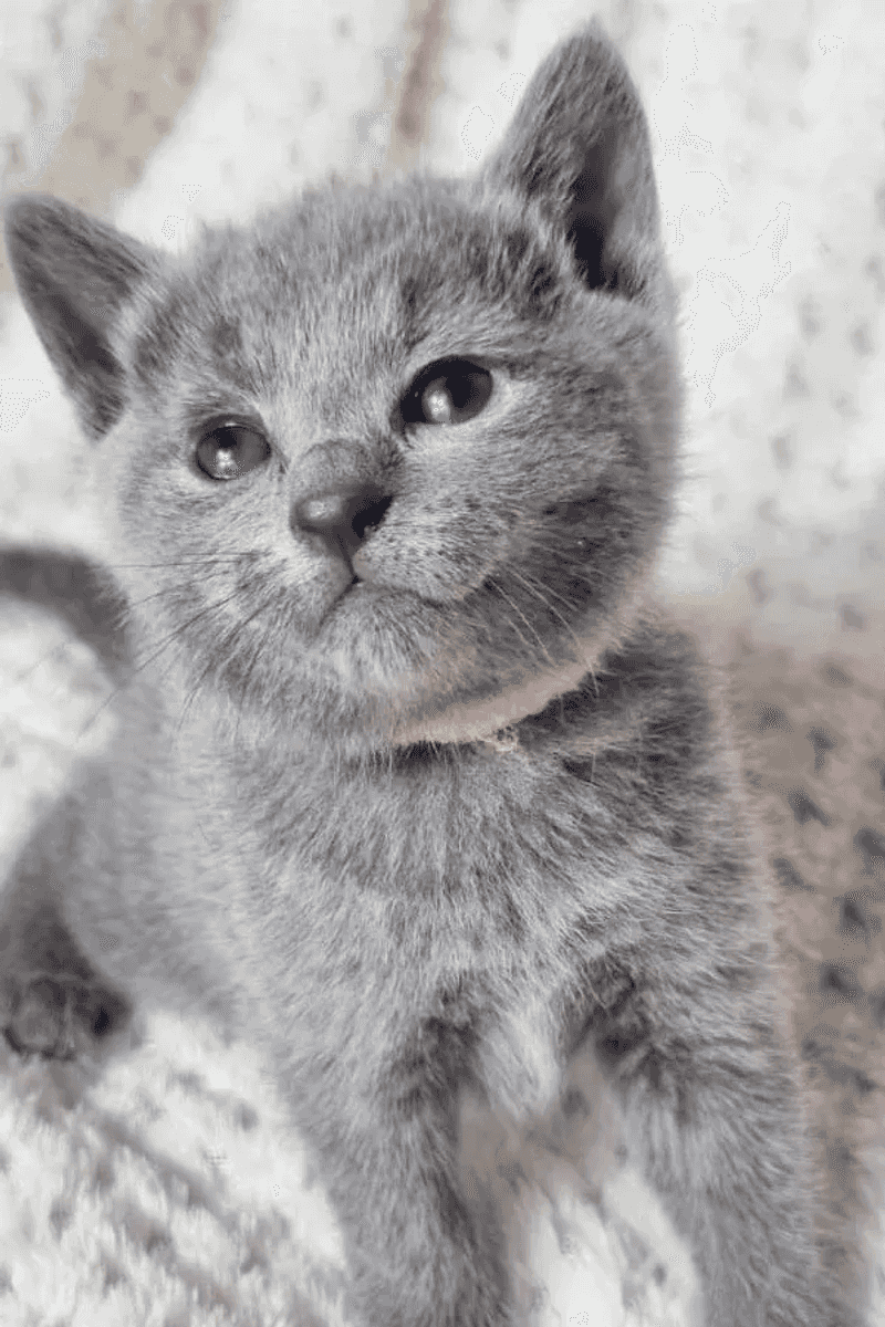 Russian Blue