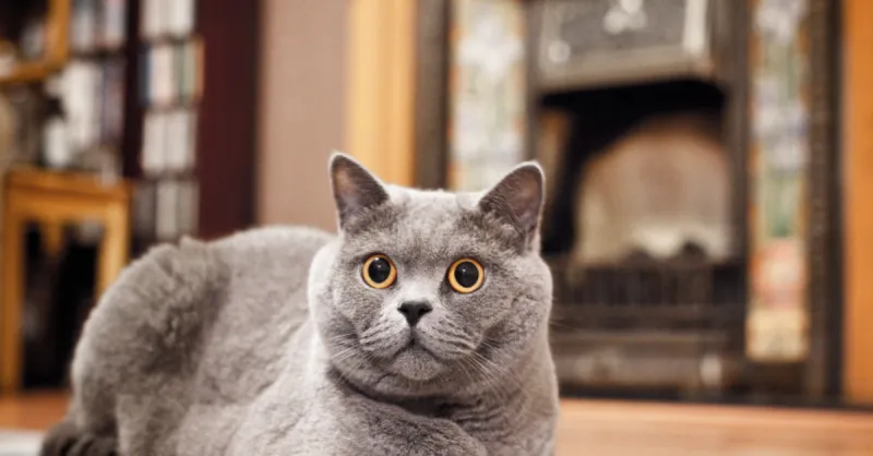 Russian Blue