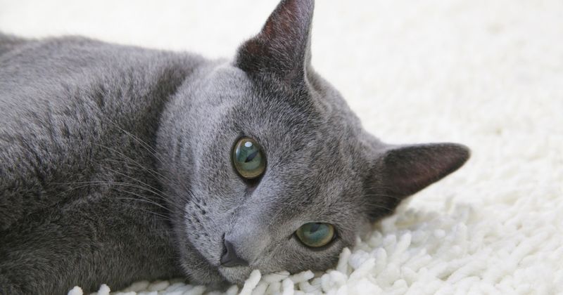 Russian Blue