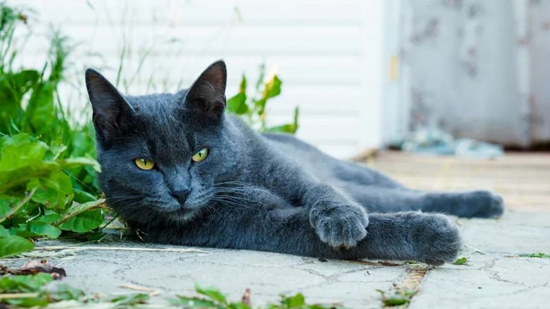 Russian Blue
