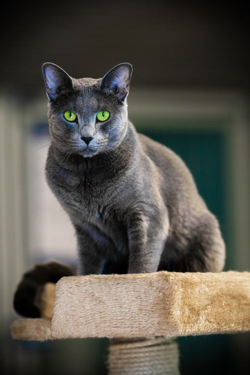 Russian Blue