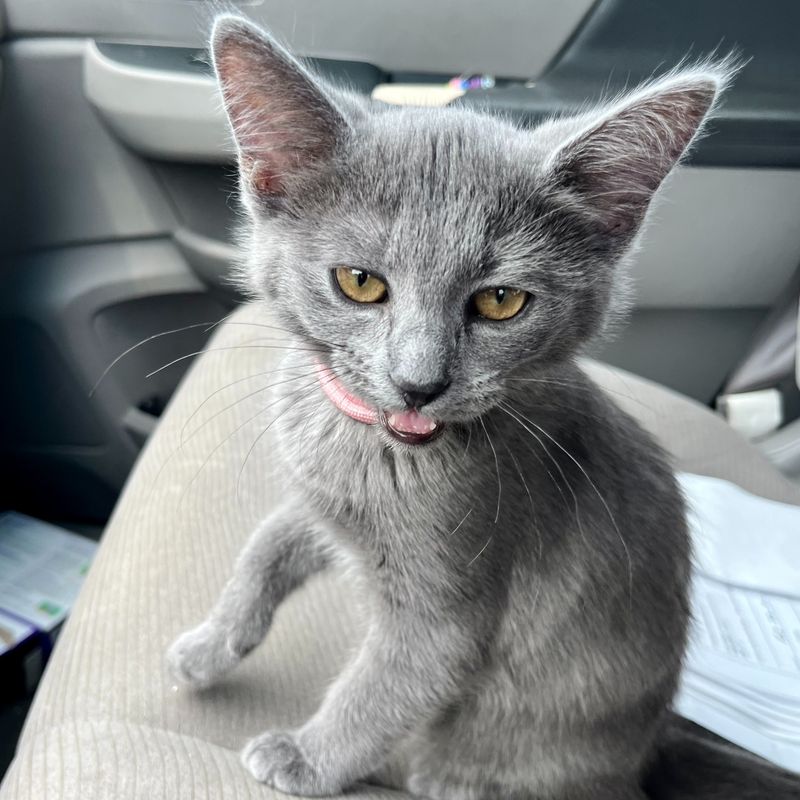 Russian Blue