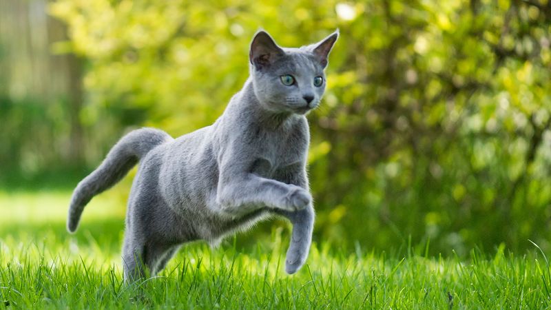 Russian Blue