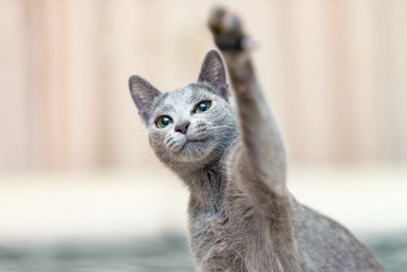Russian Blue