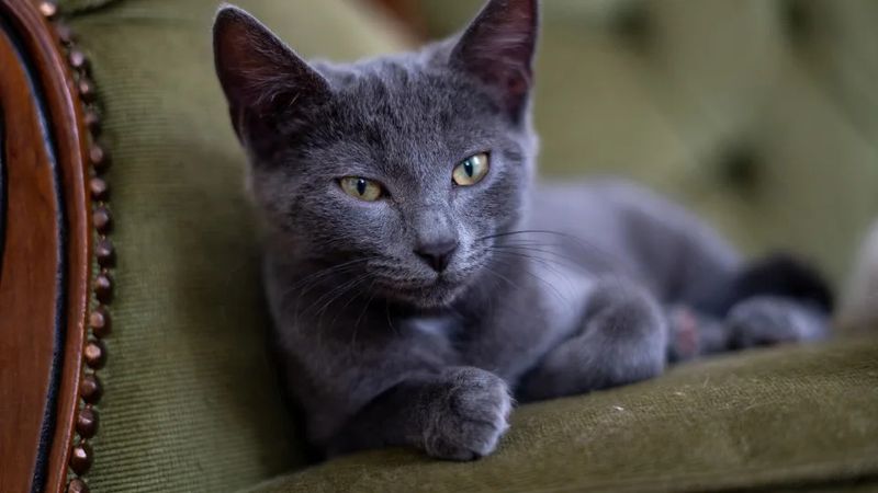 Russian Blue