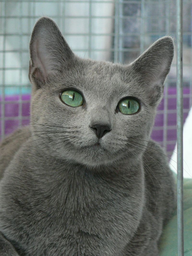 Russian Blue
