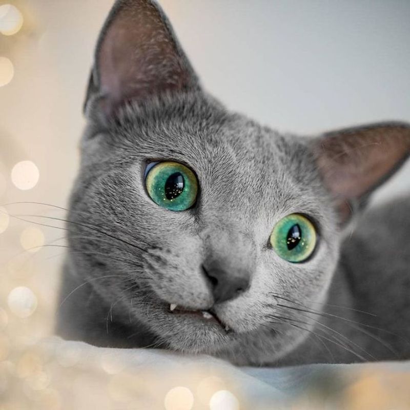 Russian Blue