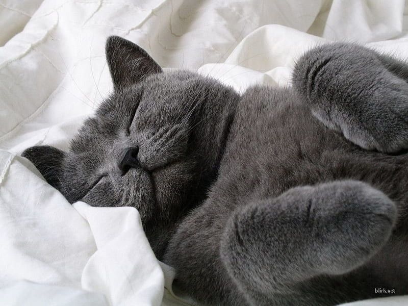 Russian Blue