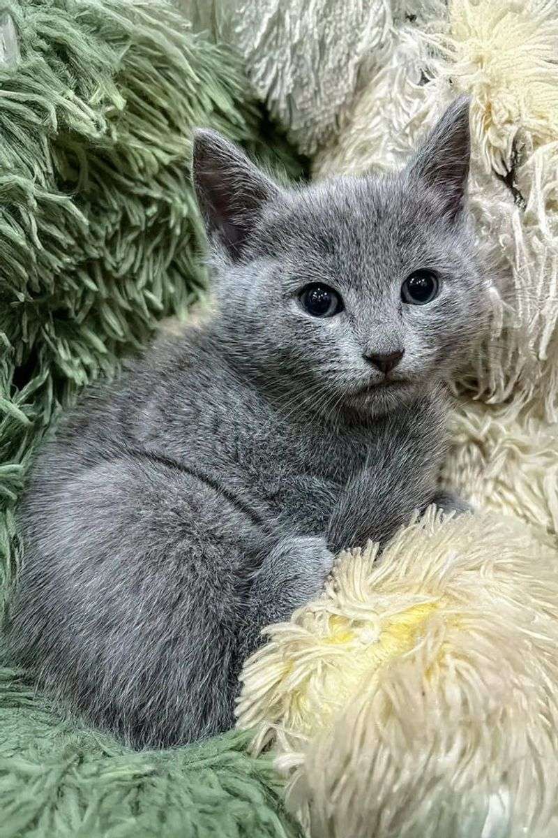 Russian Blue