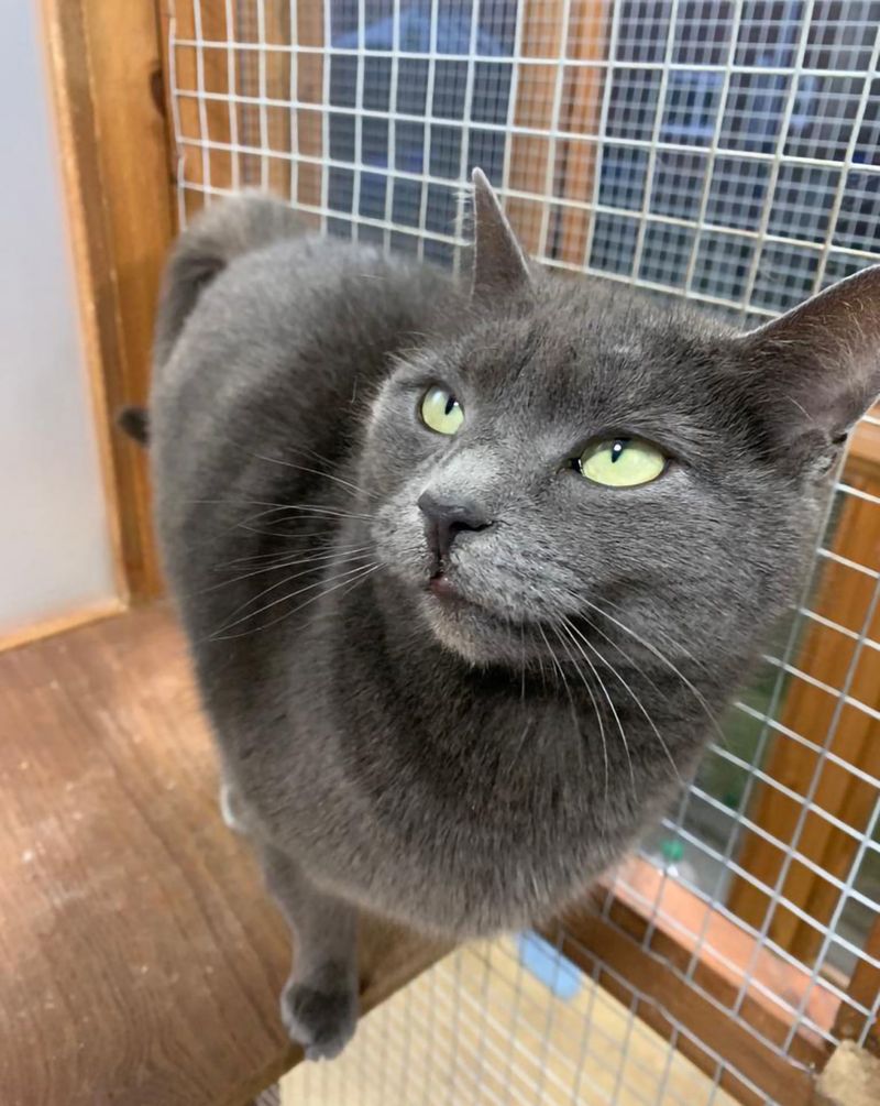 Russian Blue Cats