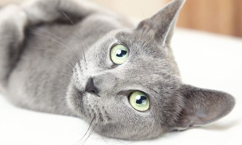 Russian Blue: Sophisticated Silver Shadow I Adored
