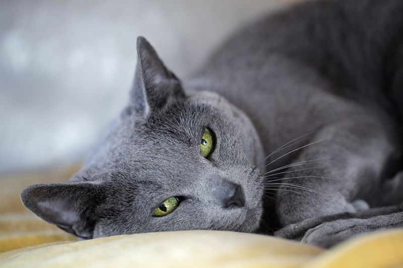 Russian Blue