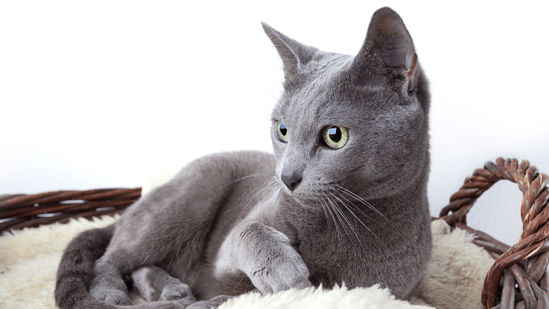Russian Blue