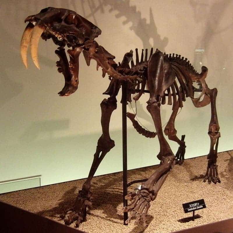 Saber-toothed Cat