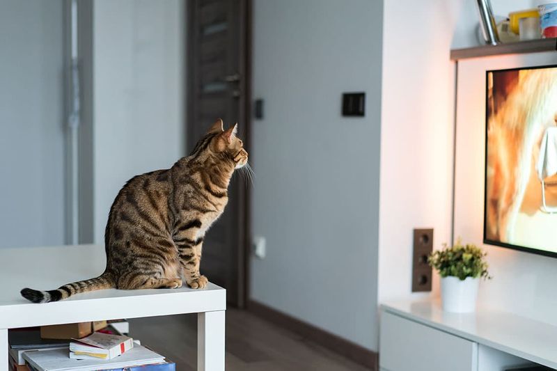 Safety Considerations for Cat Viewers
