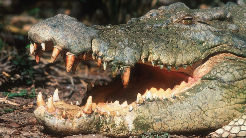 Saltwater Crocodile