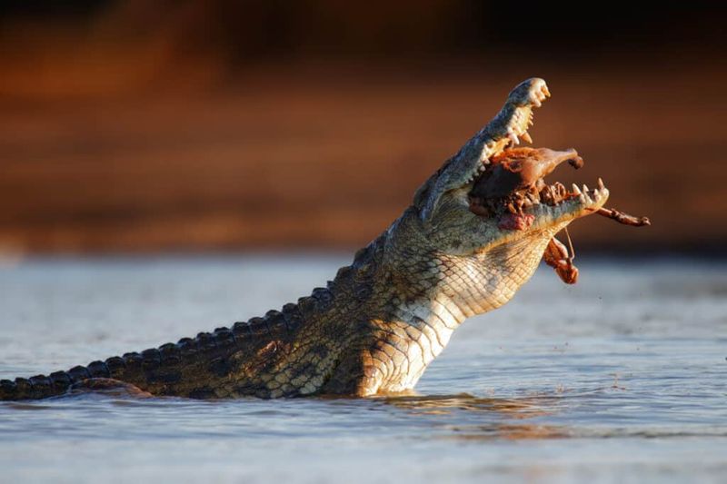 Saltwater Crocodiles