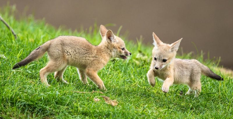 San Joaquin Kit Fox