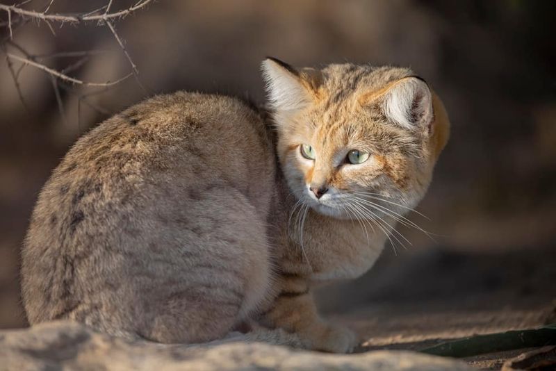 Sand Cat