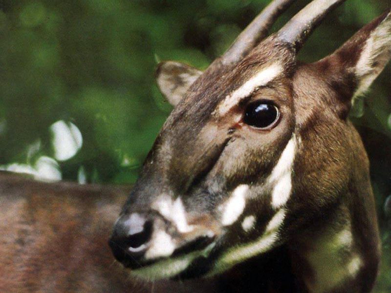 Saola