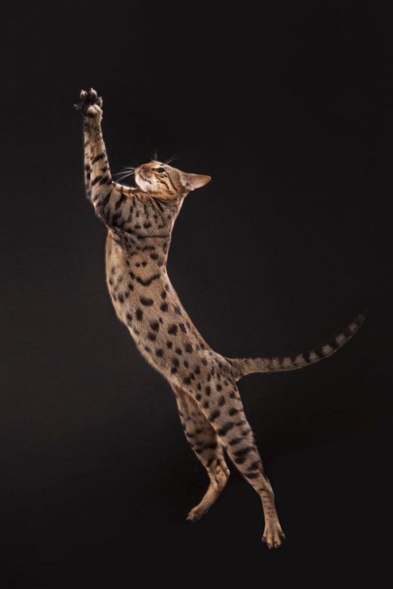 Savannah