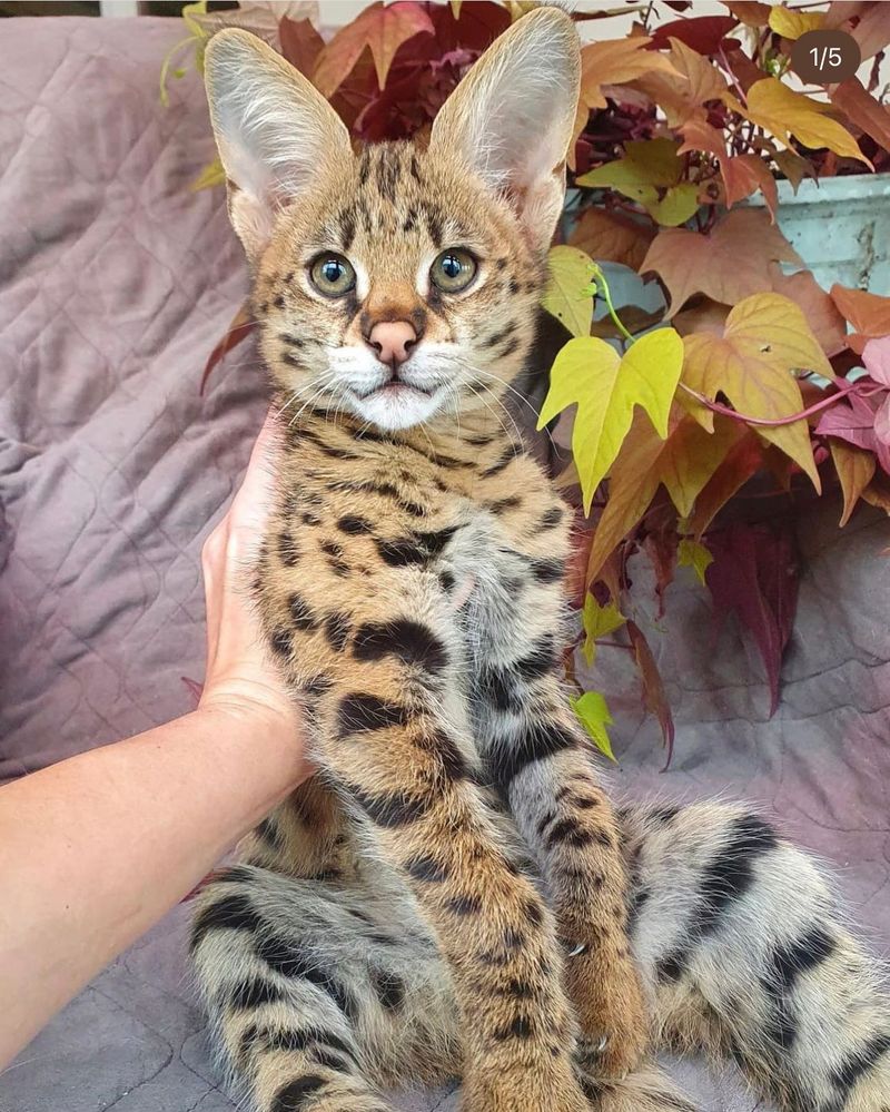 Savannah