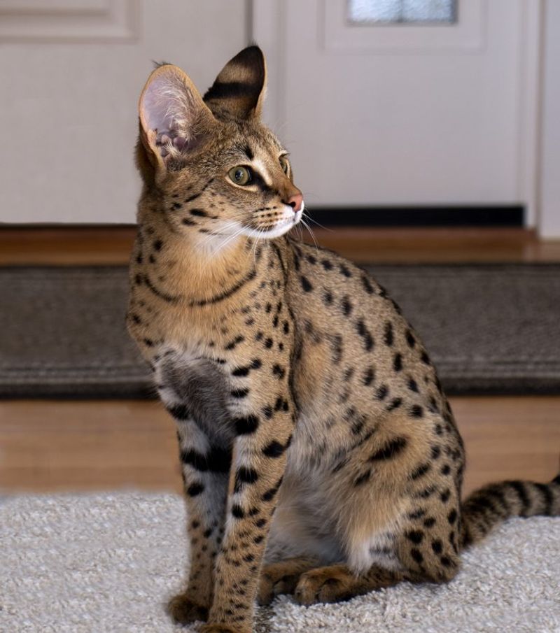 Savannah