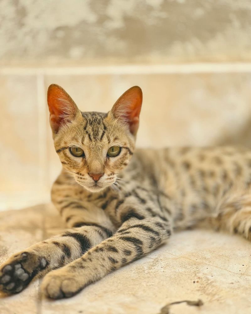 Savannah