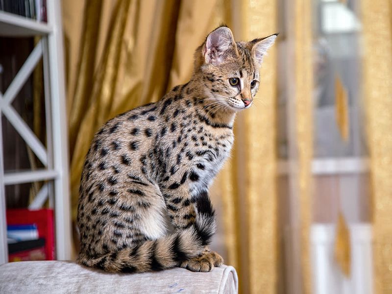 Savannah Cat
