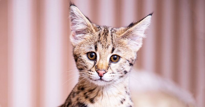 Savannah