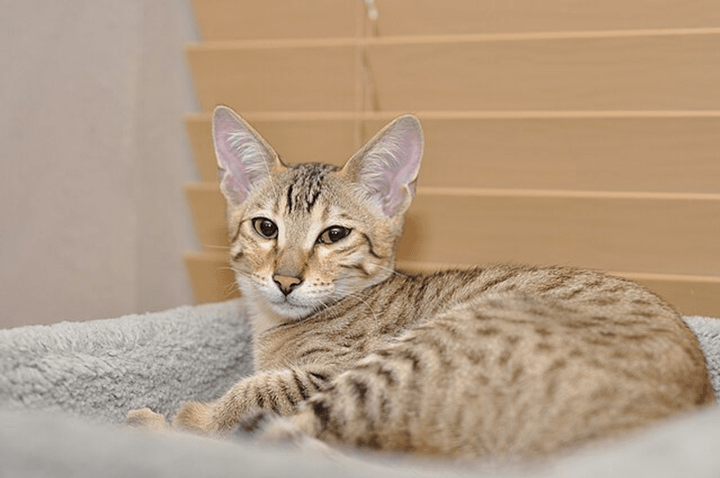 Savannah