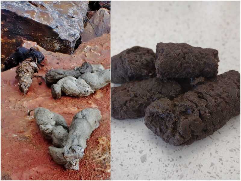 Scat Examination