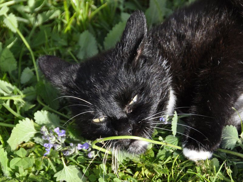 Scent Enrichment