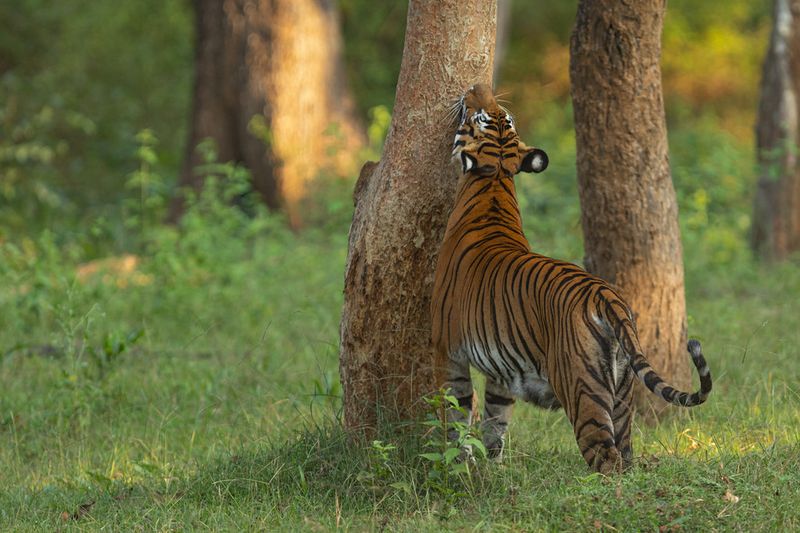Scent Marking and Communication