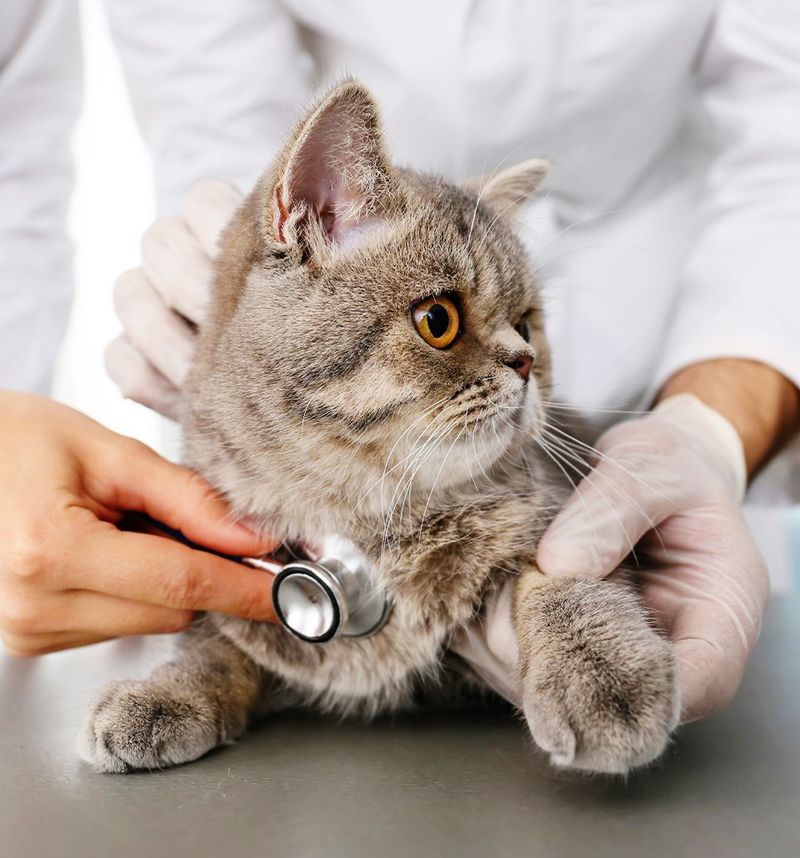 Schedule Regular Veterinary Check-ups
