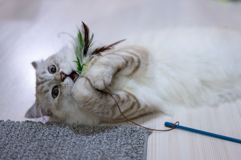 Schedule a 15-Minute Play Session