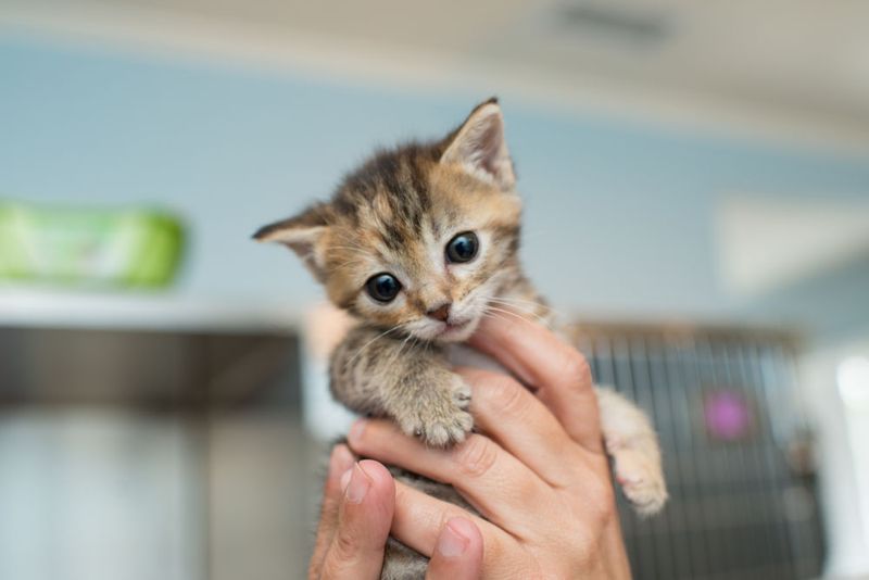 Schedule a Veterinary Check-up