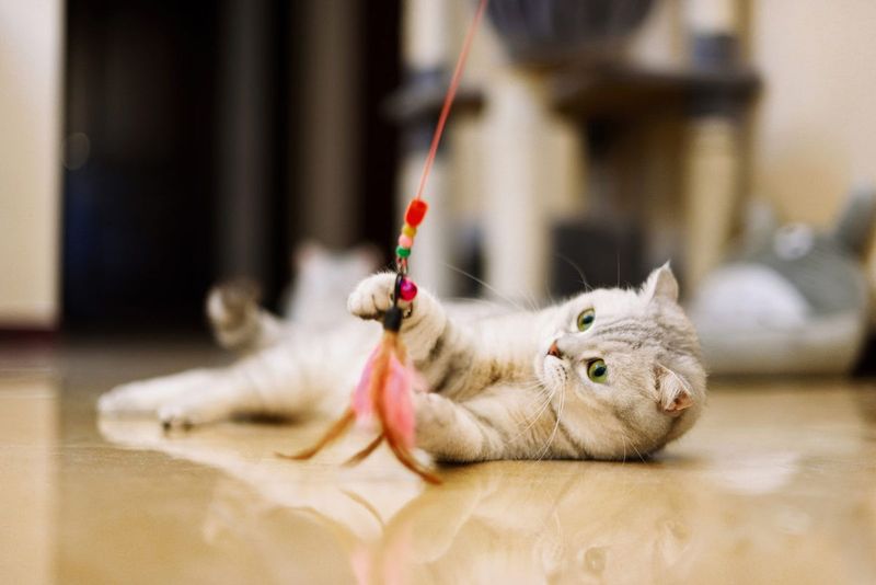 Scheduled Playtime Rituals